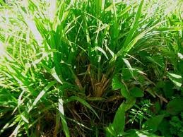 images_021